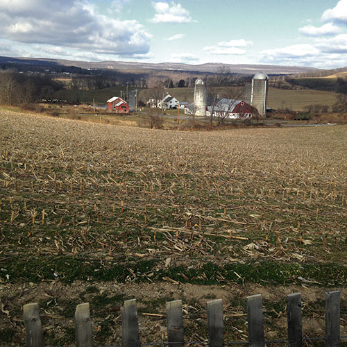 wantage farm with harvested cornfield in foreground